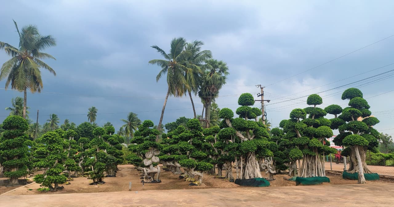 Sri Veera Hanuman Nursery