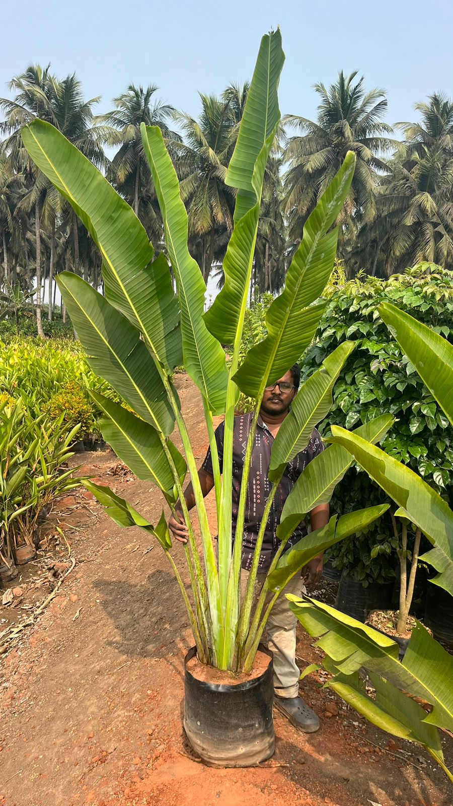 Traveller palm (Ravenella Madagarensis)