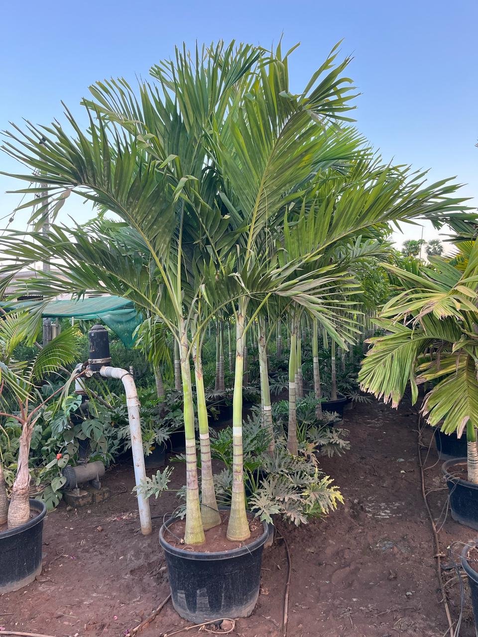 Veitchia Merilli Green