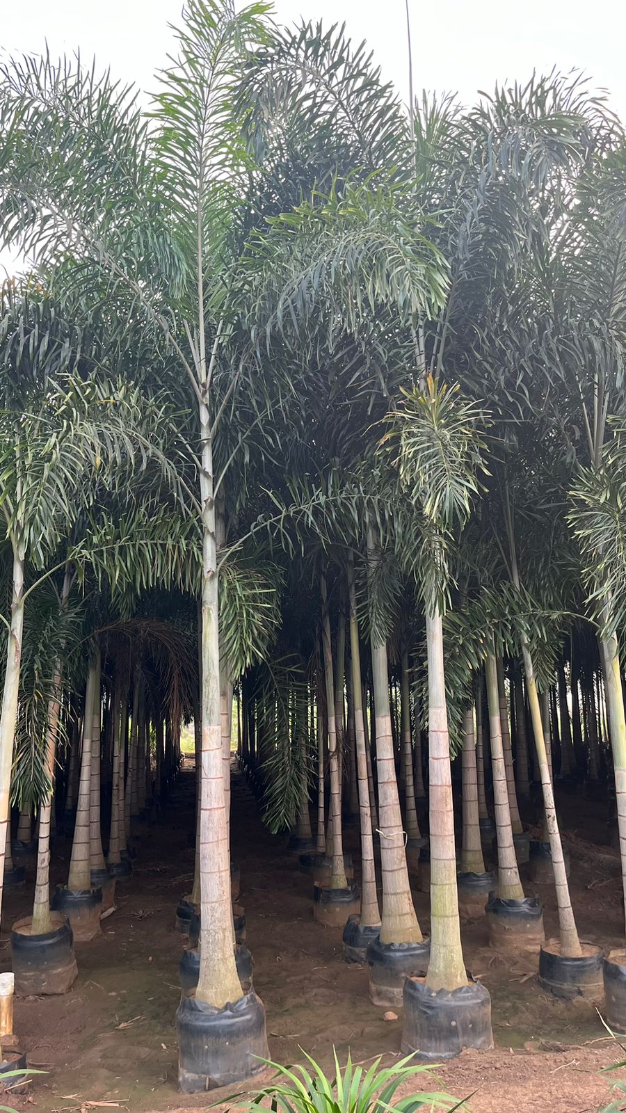 Foxtail Palm (Wodeytia Bifurcata)