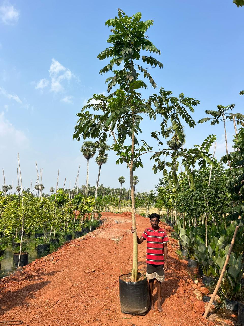 SPATHODEA COMPANULATA