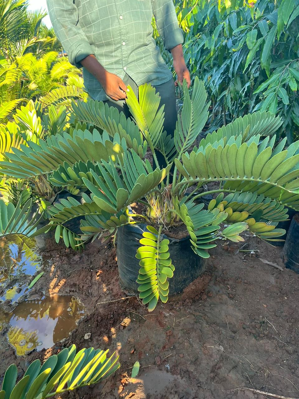 Zamia Palm (Zamia Cycus)